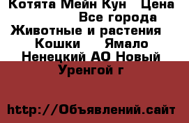 Котята Мейн Кун › Цена ­ 15 000 - Все города Животные и растения » Кошки   . Ямало-Ненецкий АО,Новый Уренгой г.